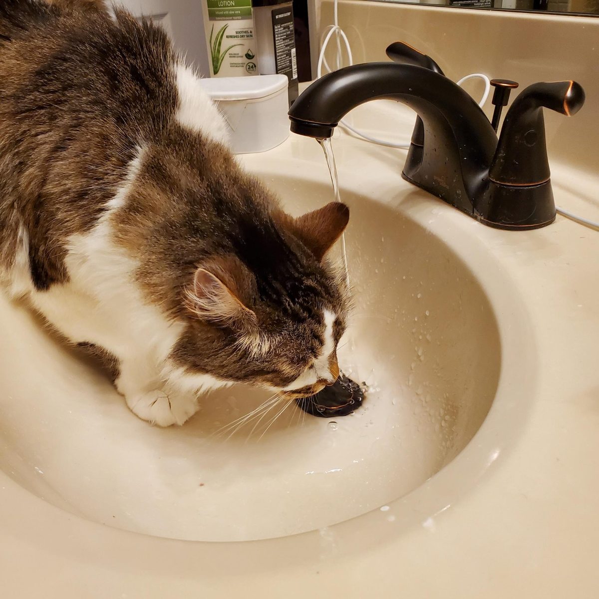 Sam standing in a bathroom sink with his head under the running faucet.