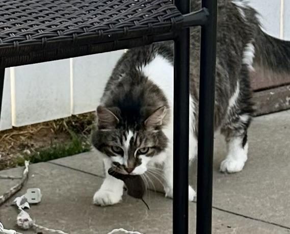 Sam on the patio, stepping out from under a chair with a mouse in his mouth.