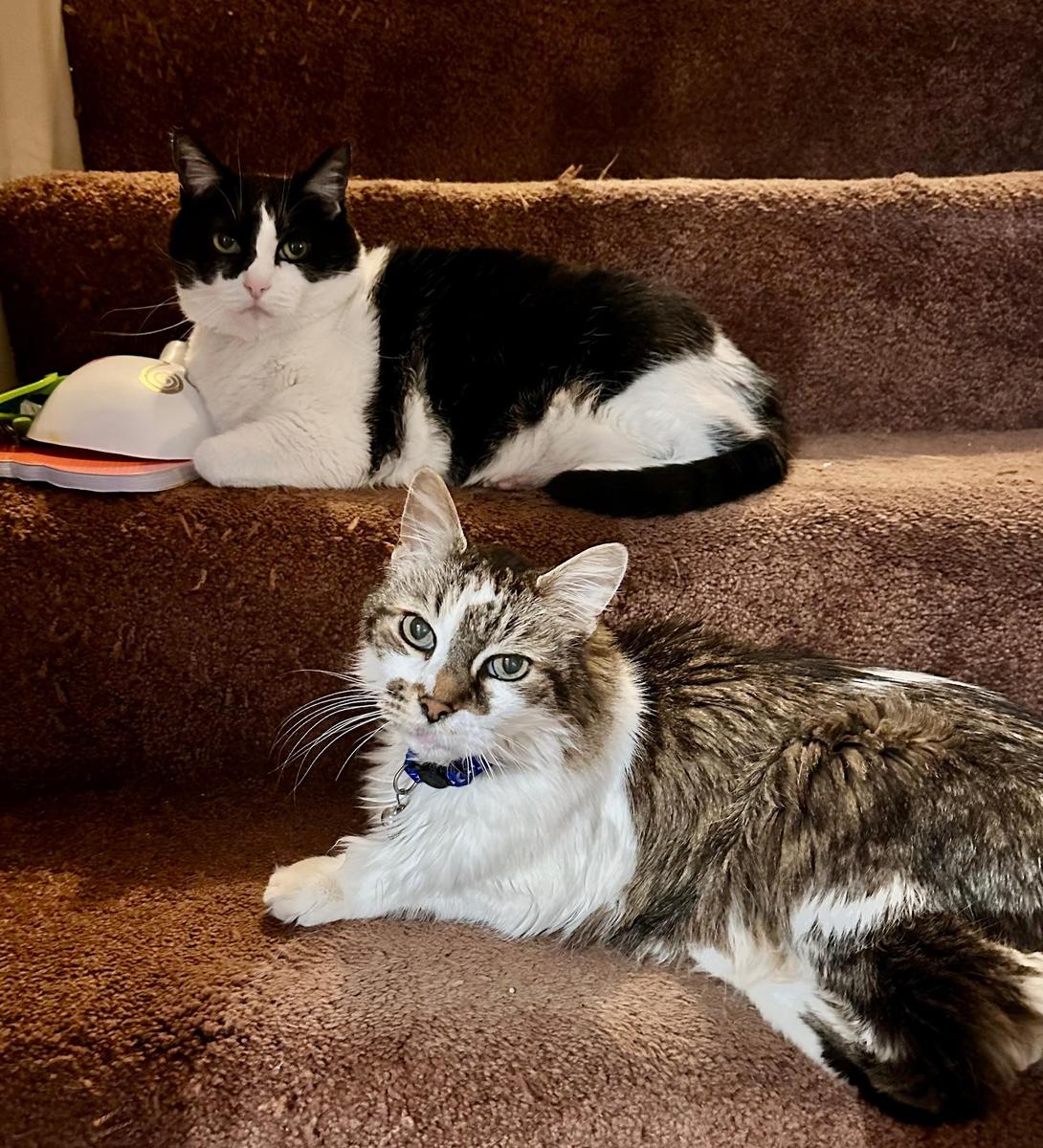 Sam and Kitty, a black-and-white cat, lying together on carpeted stairs.