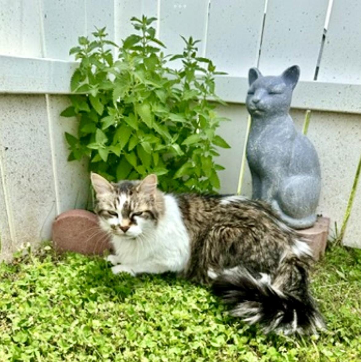 Sam lying in the grass in front of a leafy plant and a grey stone cat statue, eyes half closed.