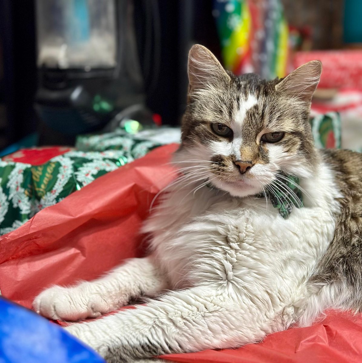 An older, thinner Sam lying on red tissue paper among holiday wrapping, looking at the camera.