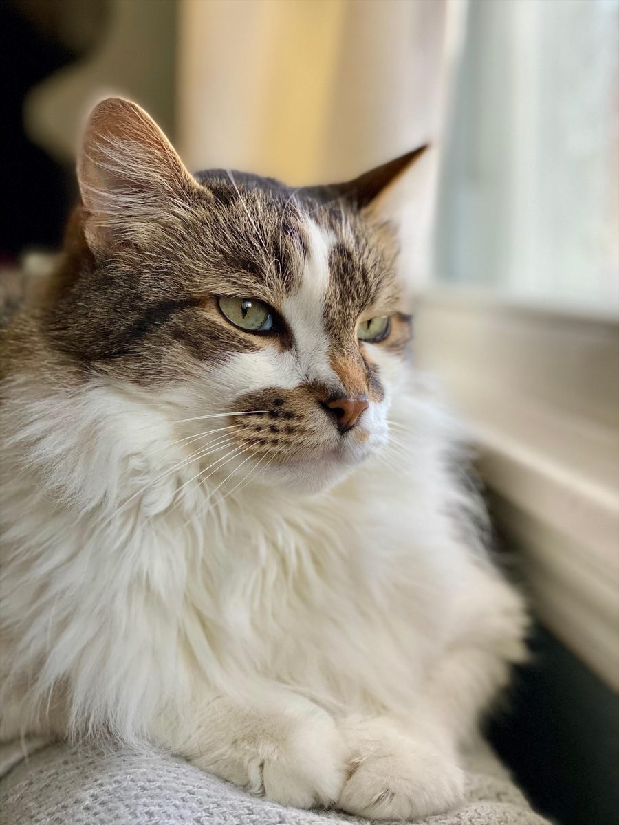 Sam in profile on a blanket by a sunlit window, gazing outside.