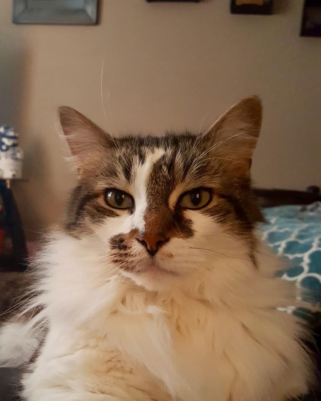 Sam, a long-haired brown-and-white cat with an enormous mane, lying on a bed and looking straight into the camera.
