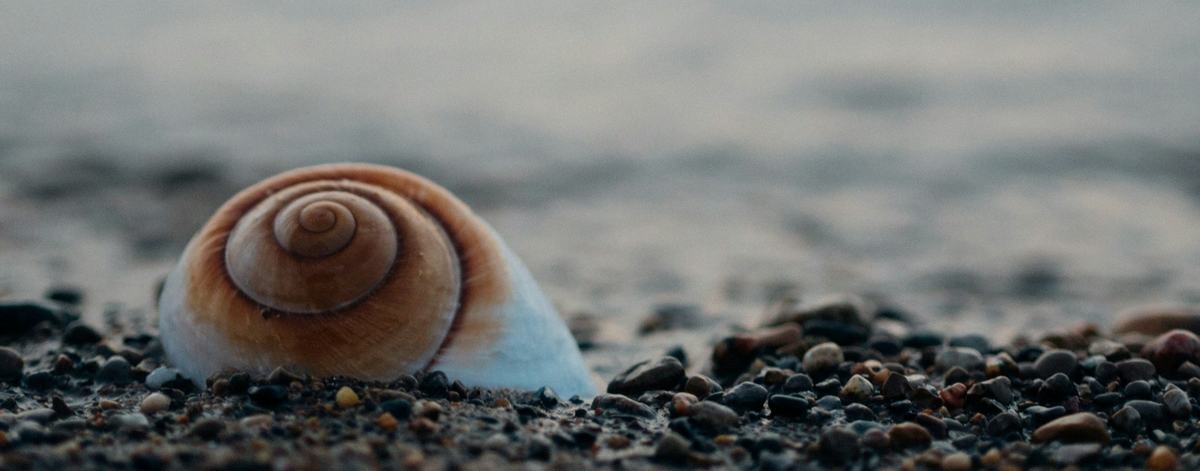 A spiral snail shell resting on a pebbled shore at dusk.
