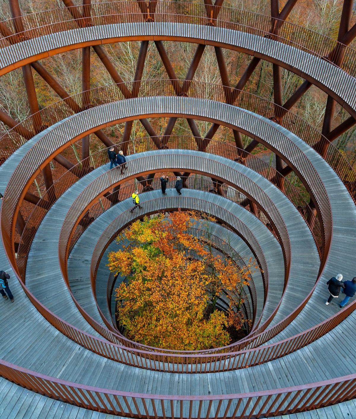 Looking down through the nested rings of a spiral treetop walkway, an autumn tree at its centre.