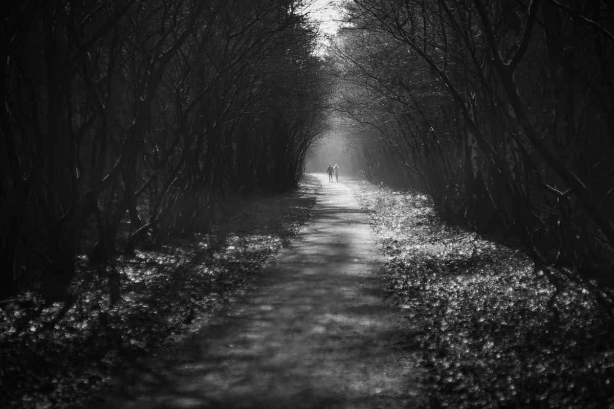 Two figures walking a bright path through a dark tunnel of bare trees.