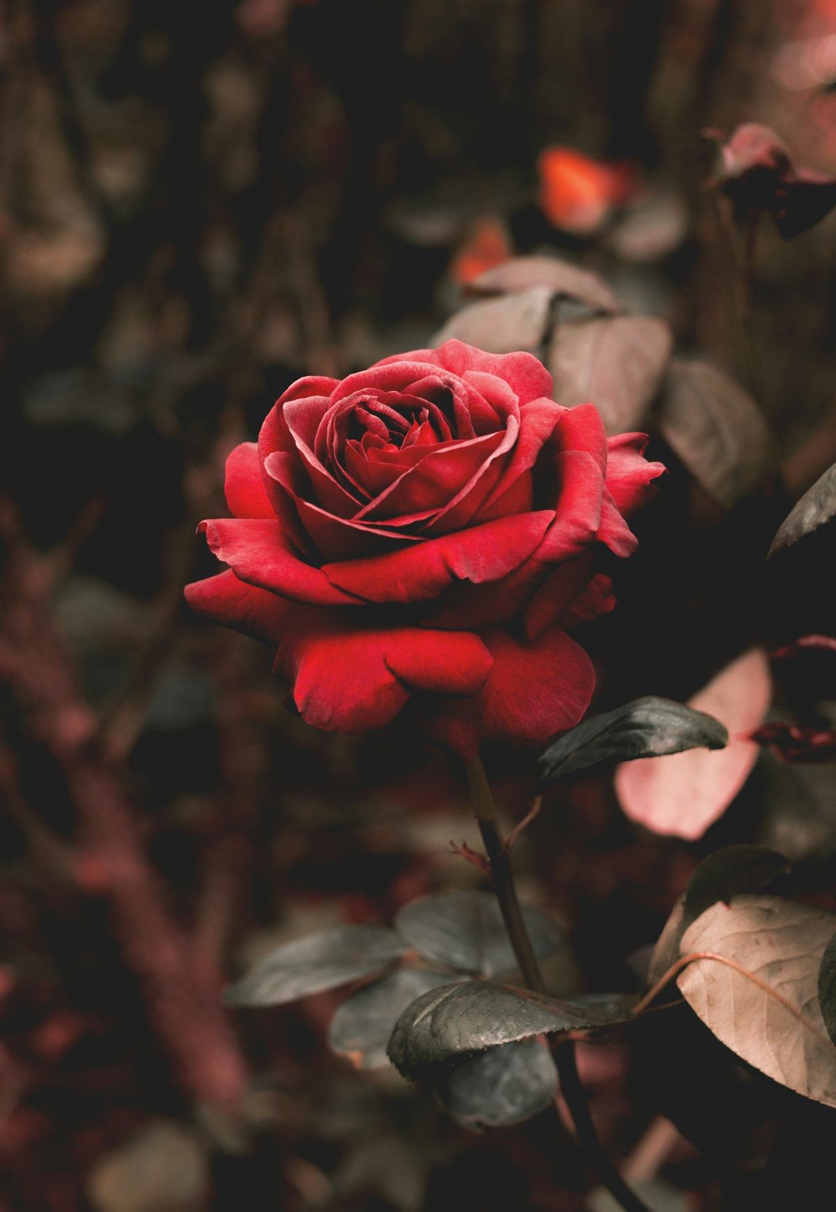 A single red rose in bloom against dark foliage.