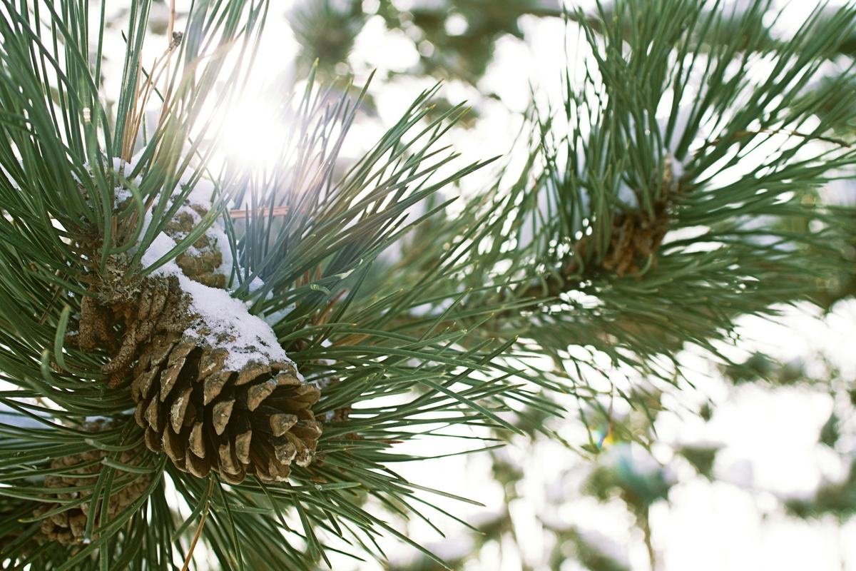 Sunlight through snow-dusted pine needles and a pine cone.