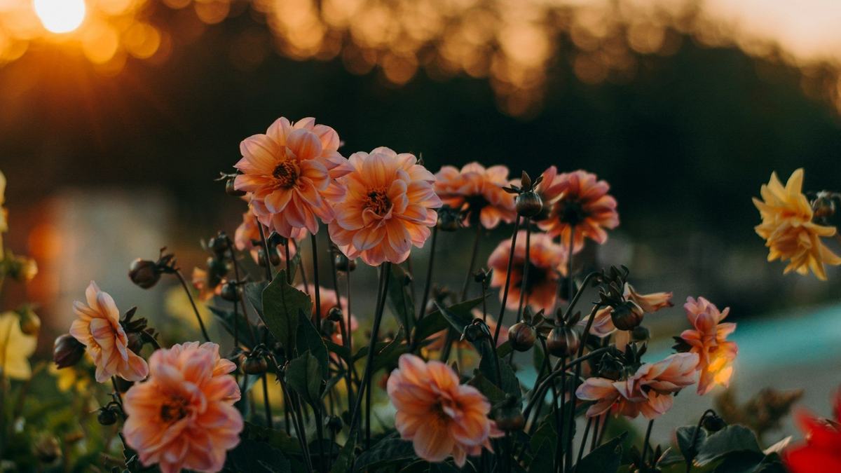 Dahlias in soft focus against a low sun.