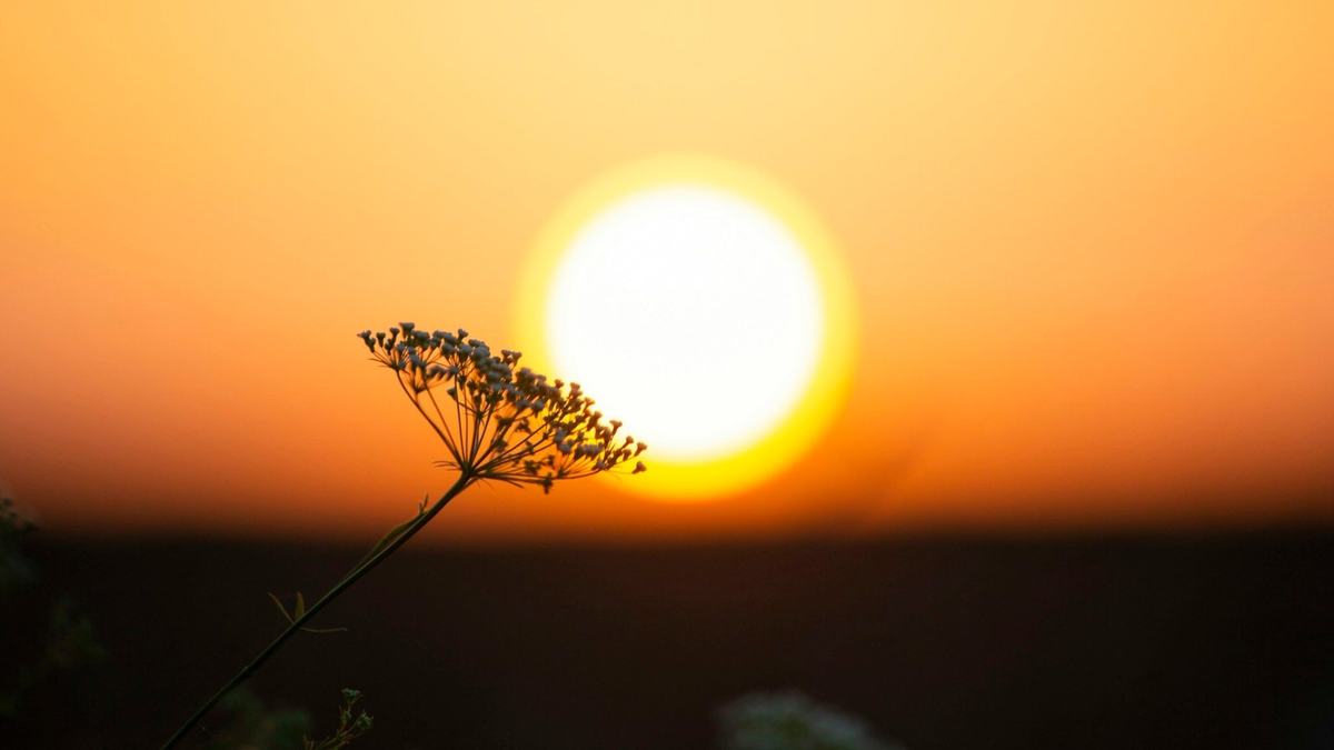 A single wildflower silhouetted against a large setting sun.
